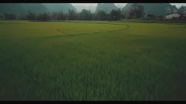 Pirinç çerçeveli bir tarım arazisi — Stok video