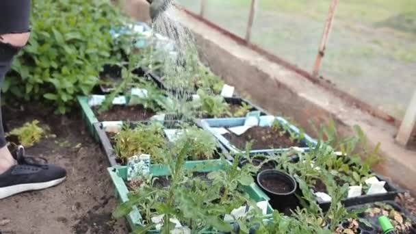 Video van de persoon die de planten water geeft — Stockvideo