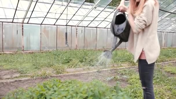Video einer Frau beim Bewässern der Pflanzen — Stockvideo