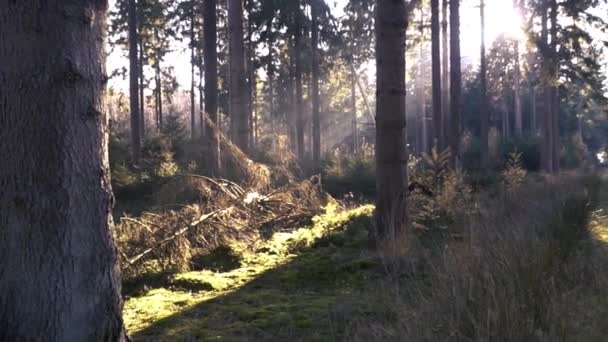 Sol que brilla a través de árboles forestales — Vídeos de Stock