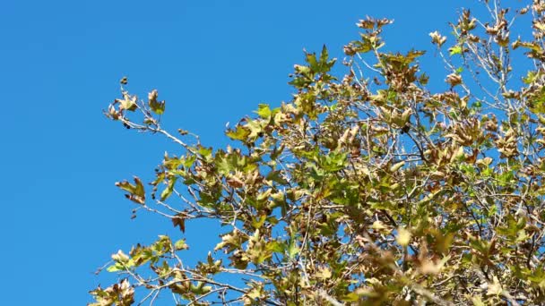 Tree leaves in autumn season — Stock Video