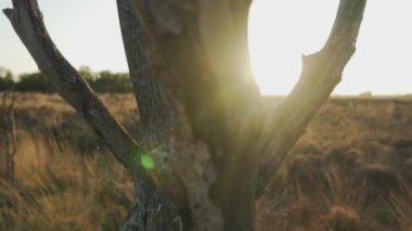 Çimen alanı videosu