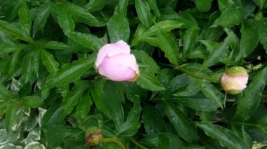 Yağmur yağarken çiçek videosu