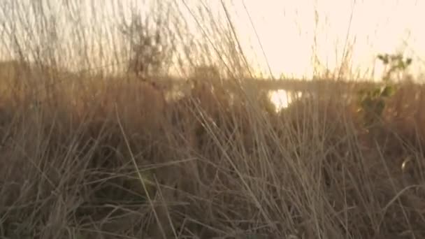 Wideo trawy w pobliżu akwenu wodnego — Wideo stockowe