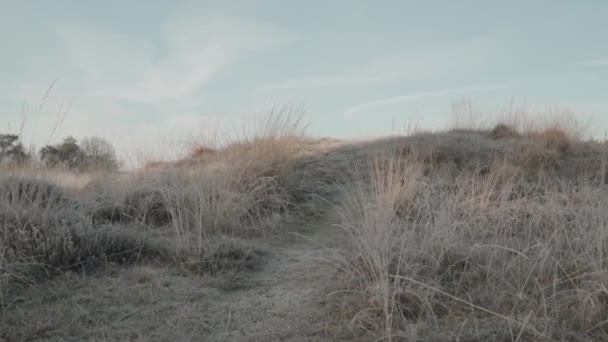 Walking on a trail of dead wild grass — Stock Video