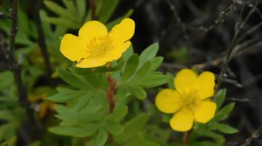 Sarı çiçekler yakın planda.