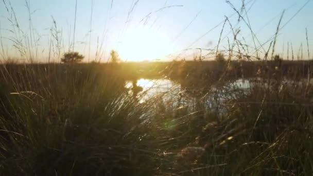 Divoká tráva a plevel u jezera — Stock video