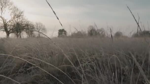 Dzika trawa umiera z powodu ciężkiej zimnej pogody — Wideo stockowe