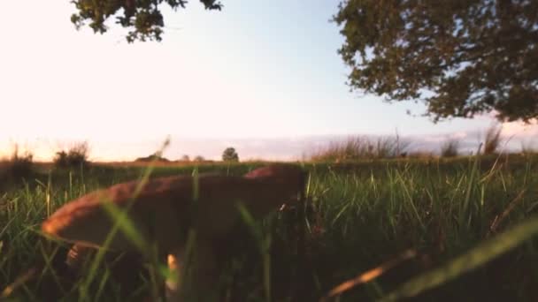 Grzyby dzikie rosnące w trawiastej glebie — Wideo stockowe