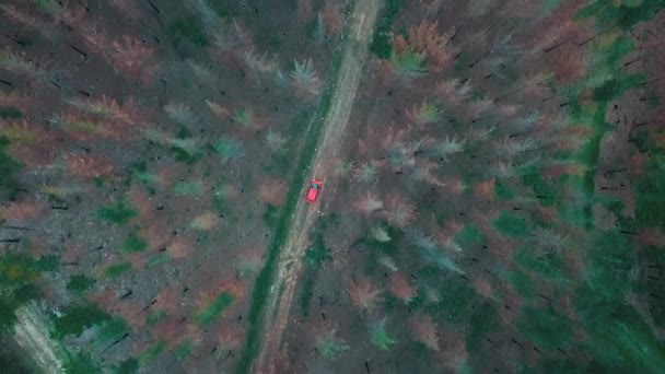 Auto rijdt op een off road van een bos schilderij — Stockvideo