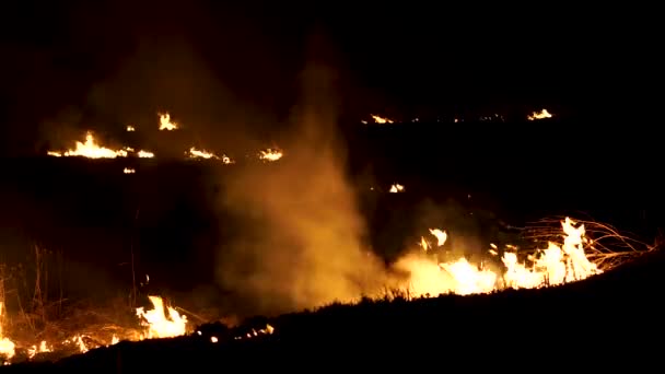 Hierba seca ardiendo por la noche — Vídeos de Stock