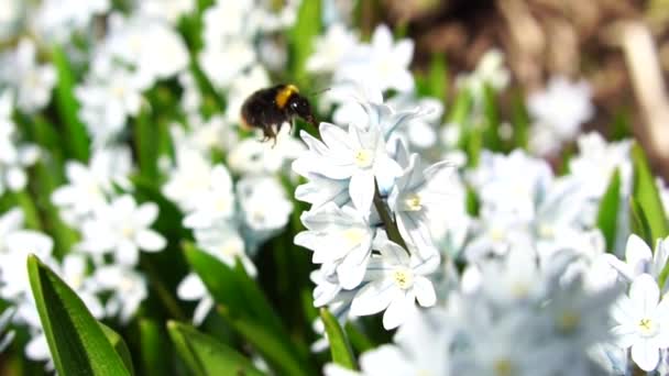 Пчелиный шмель летит и цветет, медленное движение — стоковое видео