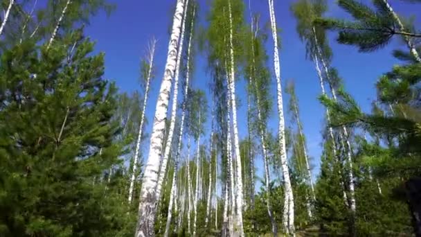 Chodící v břízy lese. Zelené vrcholky na modrém nebi — Stock video