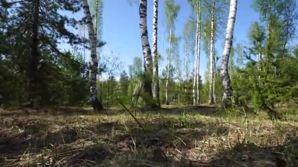 Walking in birch forest. Dry leaves and green grass — Stock Video