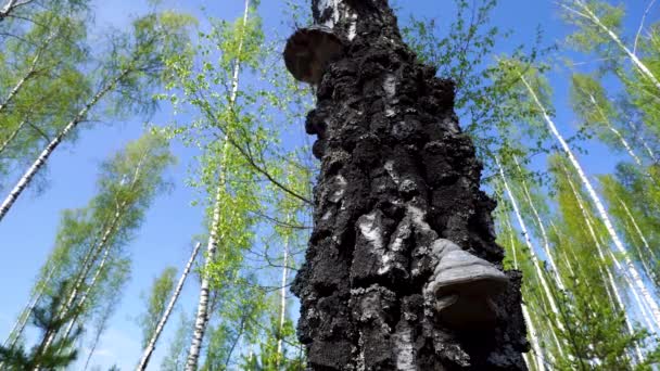 Wood mushroom. It is parasitic on birch — Stock Video