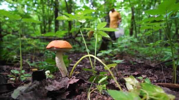 Recogiendo setas en el bosque — Vídeos de Stock