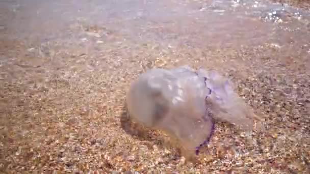 Dode kwallen gegooid op de zanderige oever van de Azov zee na de storm, zomerdag — Stockvideo