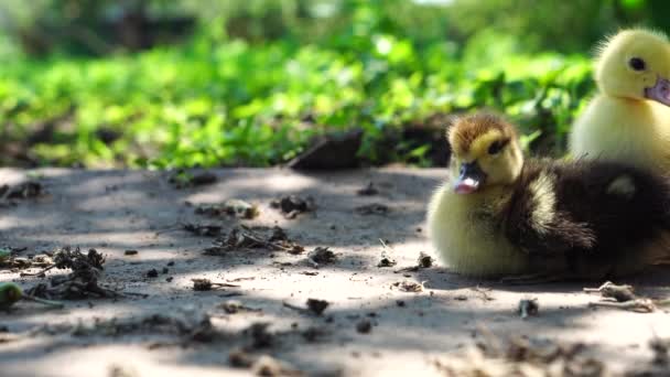 Due anatroccoli domestici che camminano nell'erba verde all'aperto — Video Stock