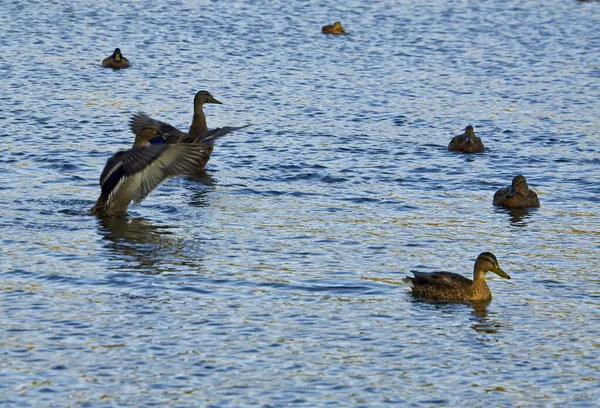 Wild Ducks Forest Lake — Stock Photo, Image