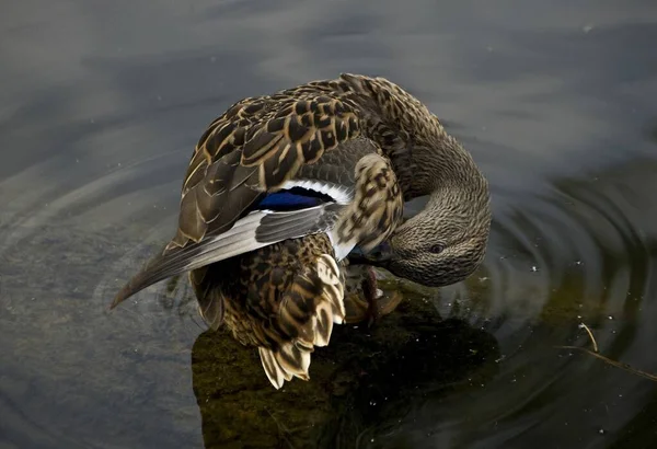野鸭整理它的羽毛 — 图库照片