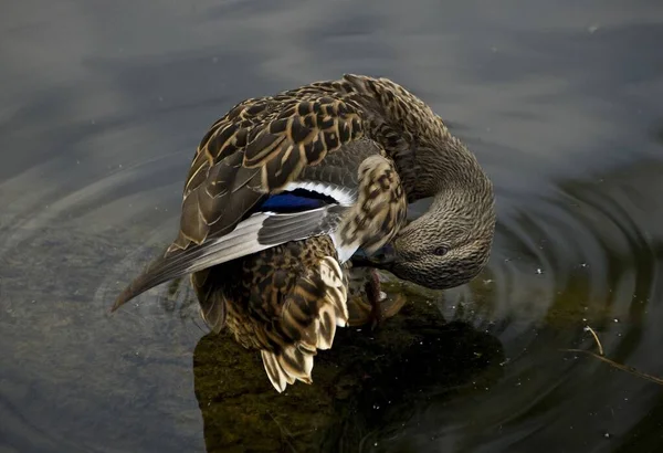 Pato Salvaje Arregla Plumaje — Foto de Stock