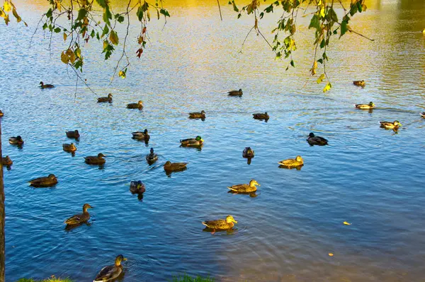 Una Bandada Patos Salvajes Lago Del Bosque — Foto de Stock
