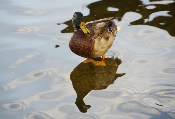 Die Wildente Entschied Sich Für Den Fotografen Posieren — Stockfoto