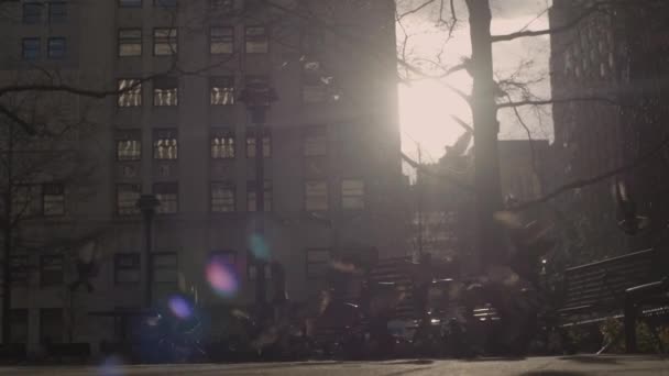 Голуби Парке Нью Йорка Взлетают Силуэт — стоковое видео