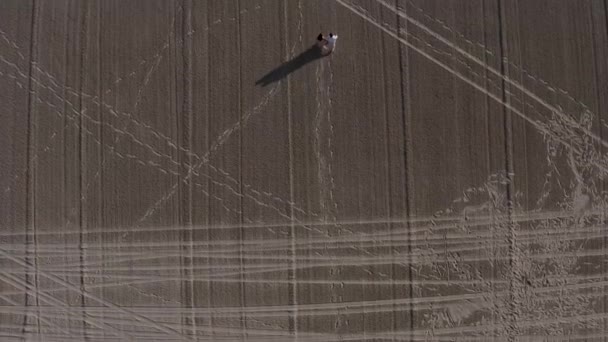 Drone Disparo Una Pareja Caminando Por Playa Arena — Vídeo de stock