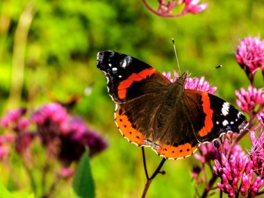 The Red Admiral butterflies pollinate the flowers clipart