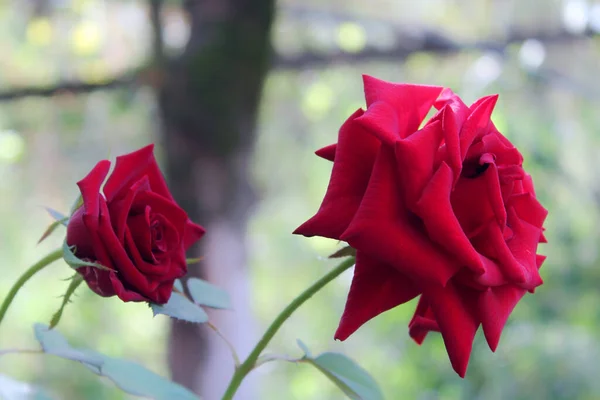 Arkaplanda Koyu Kırmızı Güller — Stok fotoğraf