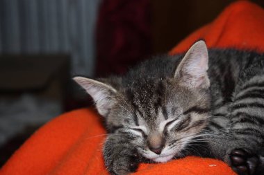 Kabarık turuncu bir battaniyenin üzerindeki küçük kedi yavrusu.