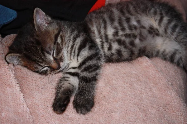 Little Kitten Fluffy Orange Blanket — Stock Photo, Image