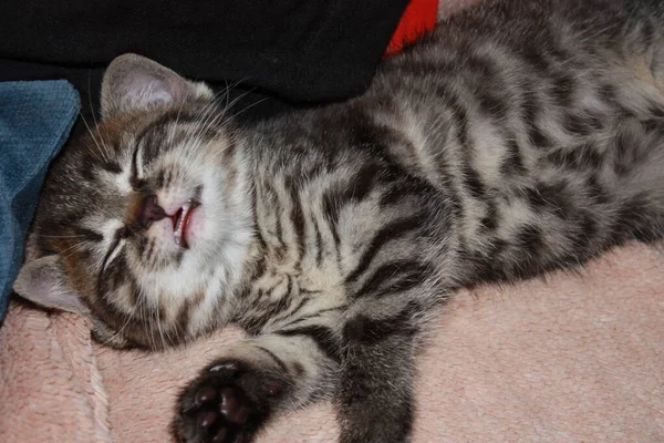 Gatinho Cobertor Laranja Fofo — Fotografia de Stock