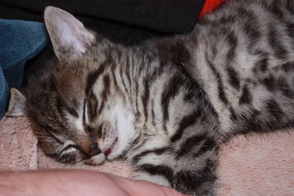 Little Kitten Fluffy Orange Blanket — Stock Photo, Image