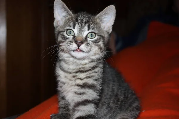 Kabarık turuncu bir battaniyenin üzerindeki küçük kedi yavrusu.