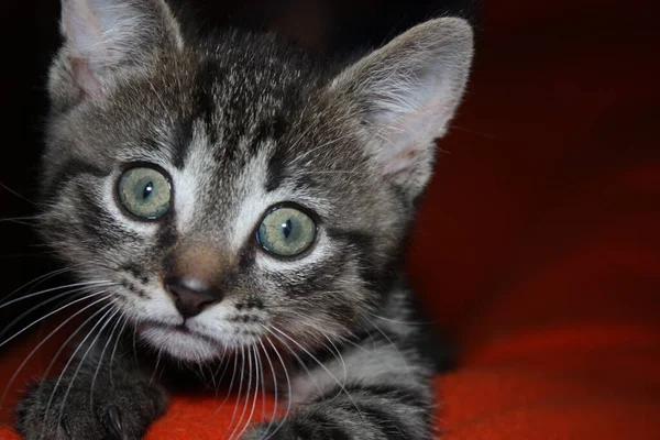 Little Kitten Fluffy Orange Blanket — Stock Photo, Image