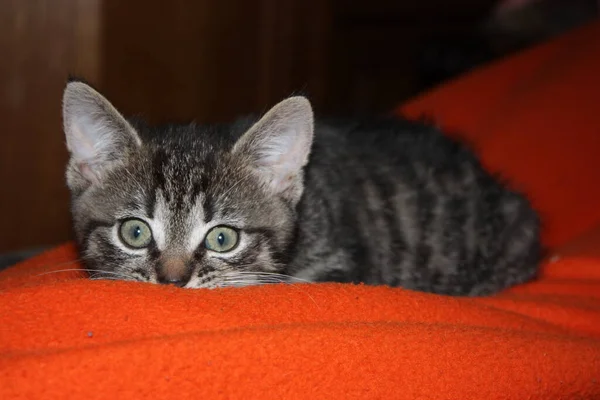 Little Kitten Fluffy Orange Blanket — Stock Photo, Image