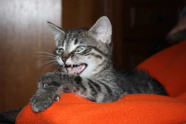 Little Kitten Fluffy Orange Blanket — Stock Photo, Image