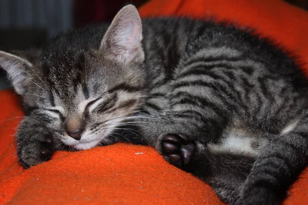 Pequeño Gatito Mullido Naranja Manta —  Fotos de Stock