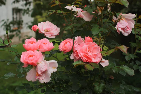 Blooming Roses Full Bloom Some Already Wilted Overblown Beautiful — Stock Photo, Image