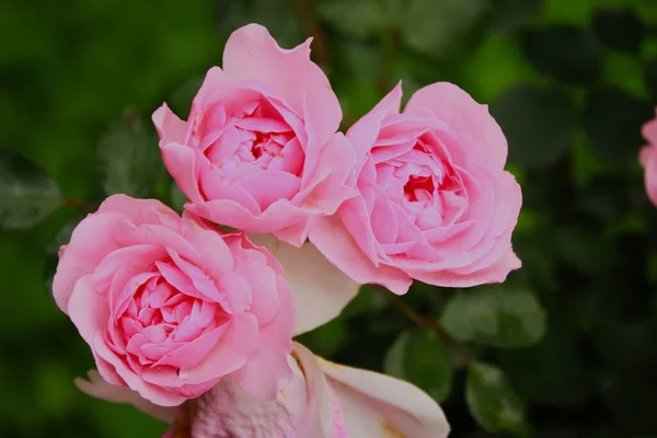 Drei Sehr Reife Rosen Sind Immer Noch Wunderschön Drei Rosen — Stockfoto