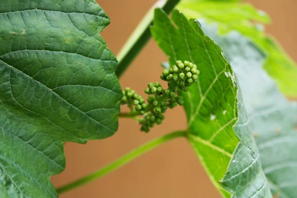 Young blooming vine buds, close-up. — Stock Image Young Blooming Vine Buds Close Stock Image