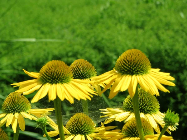 Жовта Квітка Ехінацеї Саду — стокове фото
