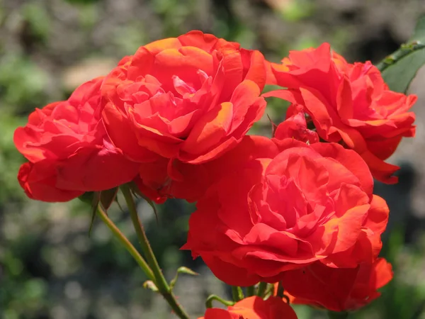 Rosa Vermelha Jardim — Fotografia de Stock