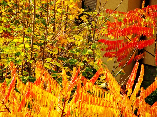 Bunte Herbstblätter Park Polen — Stockfoto