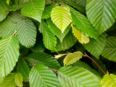 Park arka planındaki ağaçta yeşil yapraklar.