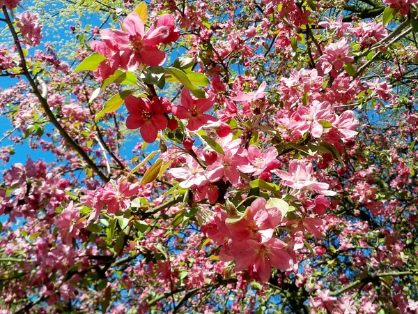 Rosa Blomma Ett Träd Våren — Stockfoto