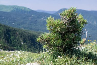 Küçük bir çam ağacı, görkemli dağların arka planında bir kayanın üzerinde büyür.