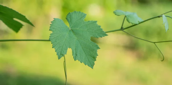 Grape Vine Green Leaves Garden — Stock Photo, Image